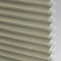 IBLD-1077 Celery